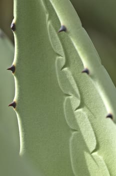 Agave plant with thorns and prints on leaf