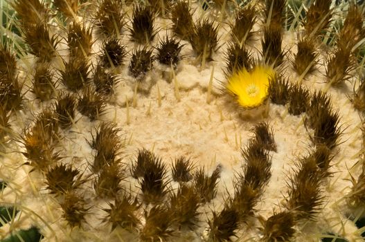 Echinocactus grusonii cactus, native to central Mexico, popularly known as the Golden Barrel Cactus, Golden Ball, Mother-in-Law's Cushion