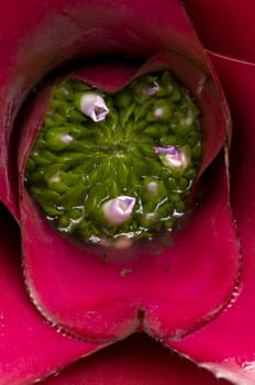 Bromelia plant with pink flowers, green buds and insect larvae living  in it