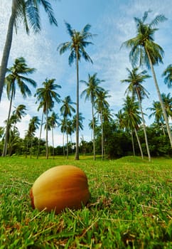 Big ripe coconut lying on the grass under the tropical palm trees