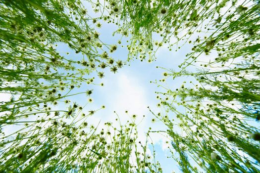 View of the sky from the bush of chamomile