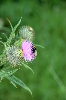 a bee pollinating a thistle in knockanore county waterford in the south of ireland in summer