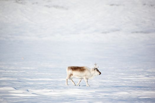 A reindeer on the island of Spitsbergen, Svalbard, Norway