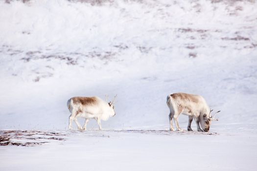 Two reindeer on the island of Spitsbergen, Svalbard, Norway