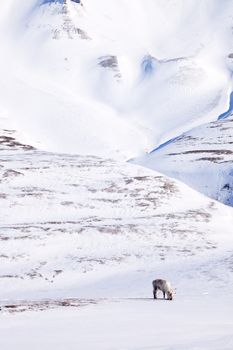 A single reindeer in a dramatic landscape on Spitsbergen Island, Svalbard, Norway