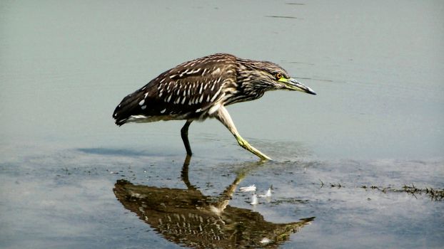 a close-up of a baby night heron looking for food