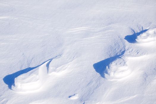 A polar bear track in the snow