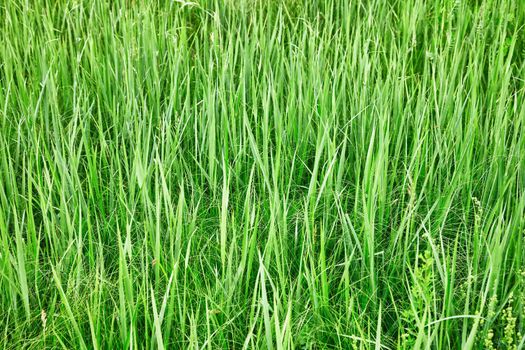 Green tall grass - the natural summer background