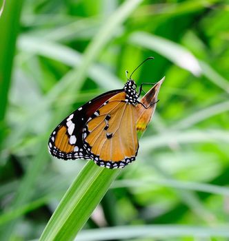 Close-up of a pretty butterfly sitting on the edge of a leaf