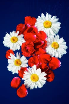 Petals of white and red flowers on a blue background