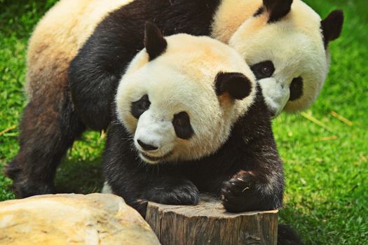 panda