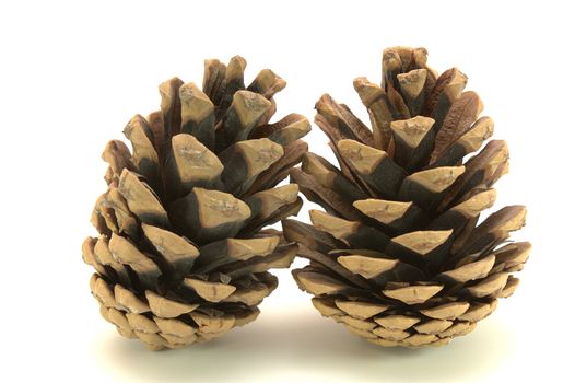 two cones from pine-tree on the white background