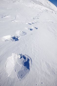 Footprints from a polar bear in the snow at Svalbard, Norway