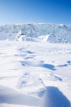 Polar bear foot prints in the snow - Svalbard, Norway
