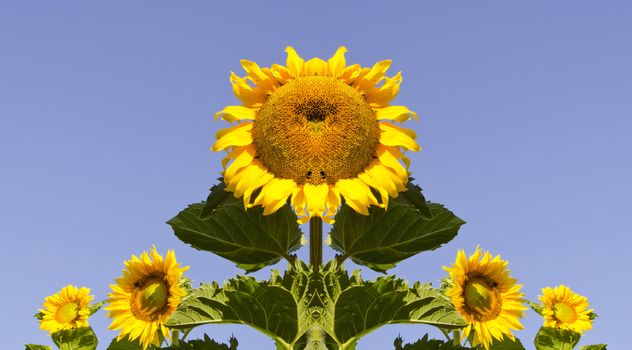 symmetrical sunflowers composition on sky background