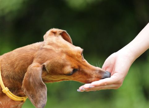 feeding dog