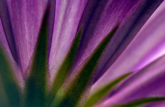 Picture shows a violet flower captured from underneath