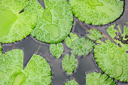 lotus leaf