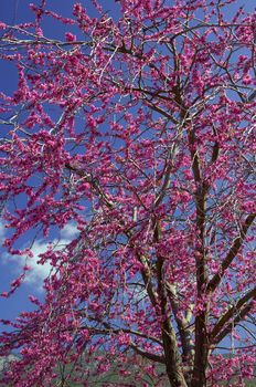 image shows a tree full of violet flowers (cercis siliquastrum), commonly known as "Judas tree"