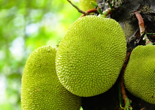 Jackfruit