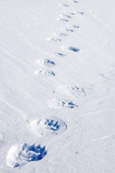 Fresh polar bear tracks - Spitsbergen, Svalbard, Norway