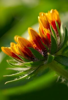 Image shows a flower washed in morning sunlight - gaillardia aristata