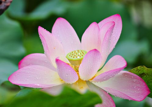 lotus flower