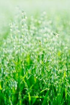 Meadow with the of maturing sprout of oats