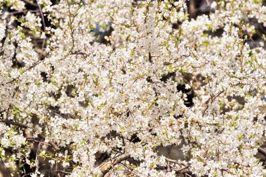 headlong bloom cherry tree in the Spring