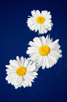 Flower decoration of three white daisies on a dark blue background
