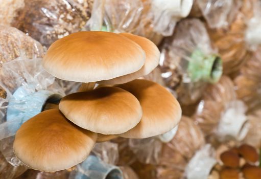 Agrocybe cycindracea, Poplar Field-cap mushrooms in farm