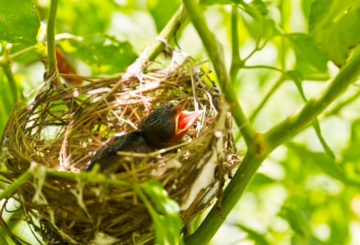 Baby Robins in a nest wanting the mother bird to come and feed them