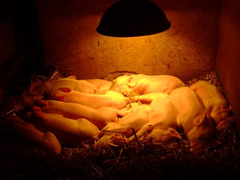 Large White piglets under heat lamp