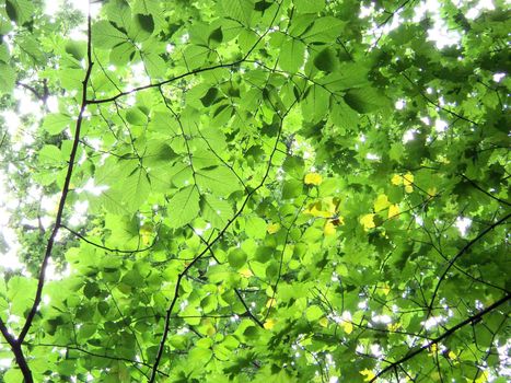 Green foliage with sun light in summer