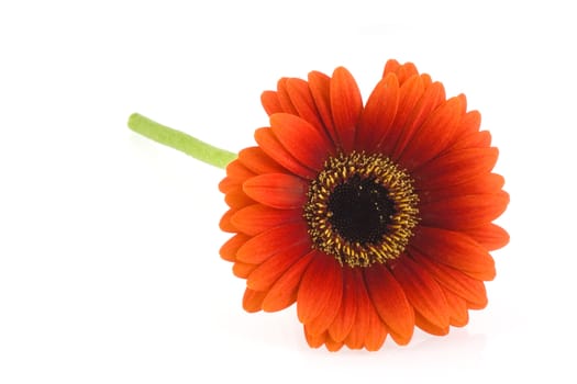 One red gerbera isolated on a white background.