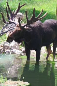 A bull moose standing in a pond eating grass in Colorado