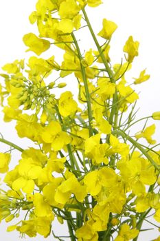 Close-up of yellow blooming rape over white background