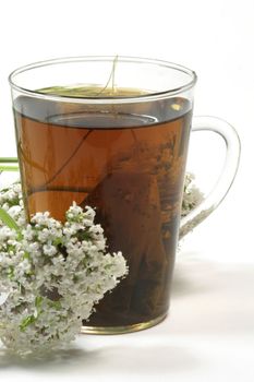 Herbal tea in a glass with valerian blossoms on white background