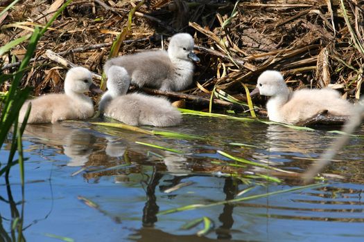 Mute Swan And Cygnets in sun