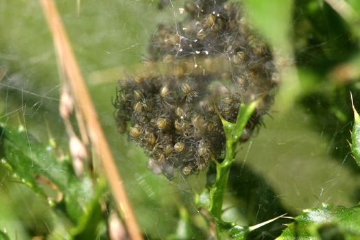 Nursery-web Spider Pisauridae Nest Full Of Young