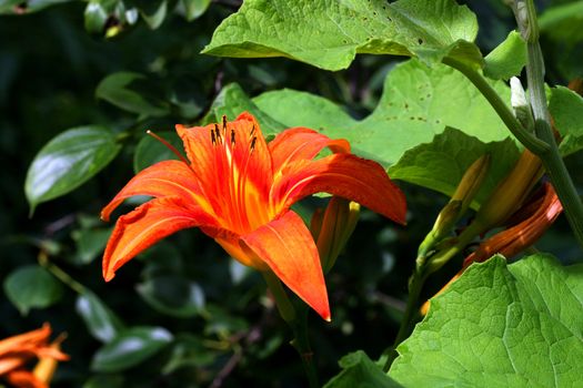 Orange Day Lily Hemerocallis fulva closeup