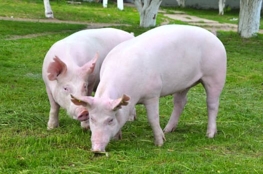 young pigs breeds "Great White" on the walk