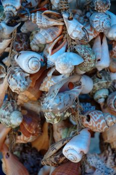 A lot of different shell that found in beach