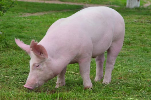 young pig breeds "Great White" on the walk
