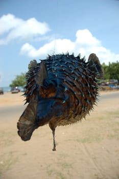 dried fish for sale in an outdoor market
