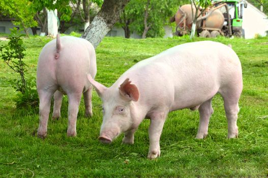 young pigs breeds "Great White" on the walk