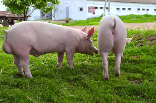 young pigs breeds "Great White" on the walk