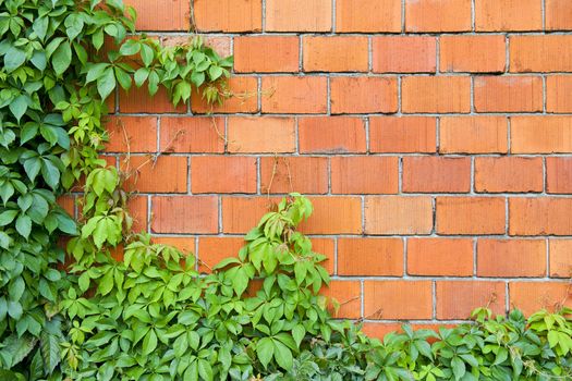 Background of brick wall and ivy