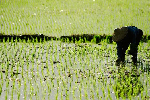 There is a farmer working in the farm.