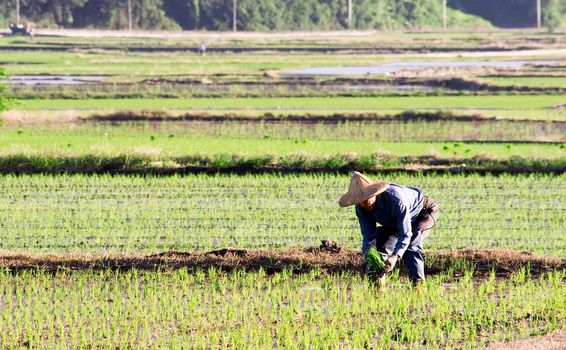 There is a famer working in the farm.